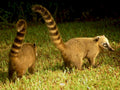 coatis grassland twilight1980s 1990s A4 Photo Print