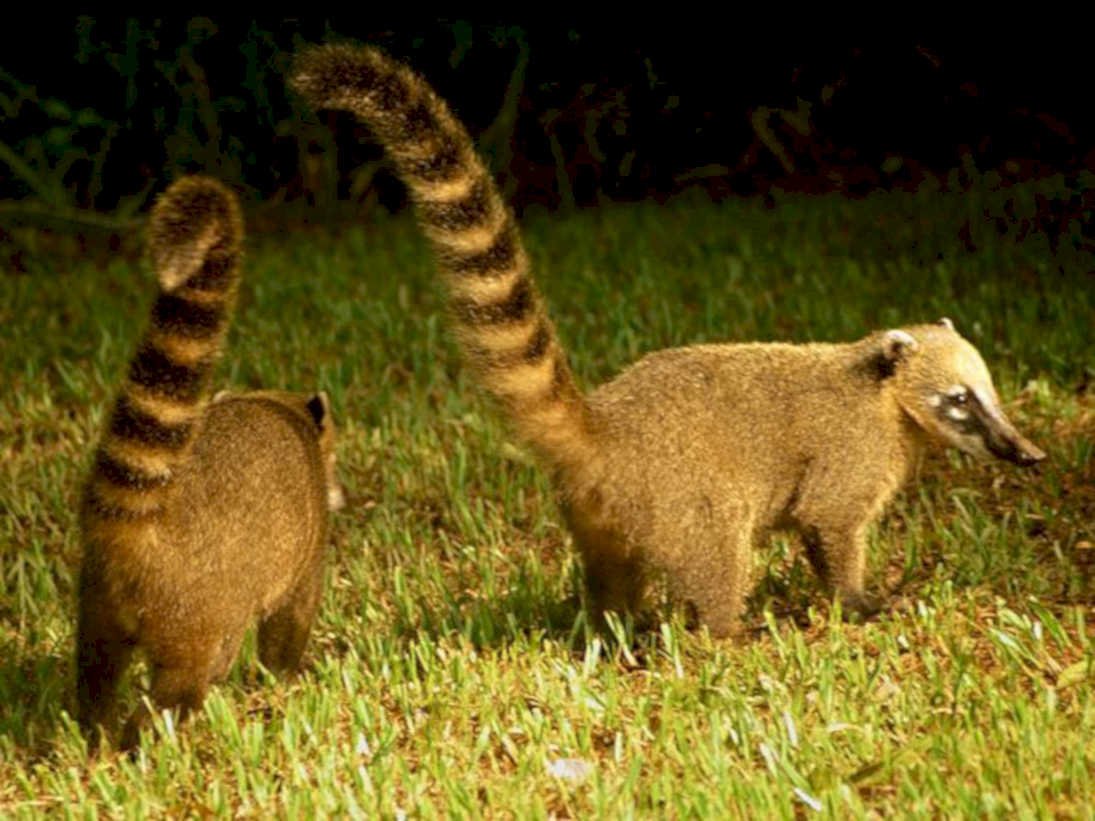 coatis grassland twilight1980s 1990s A4 Photo Print