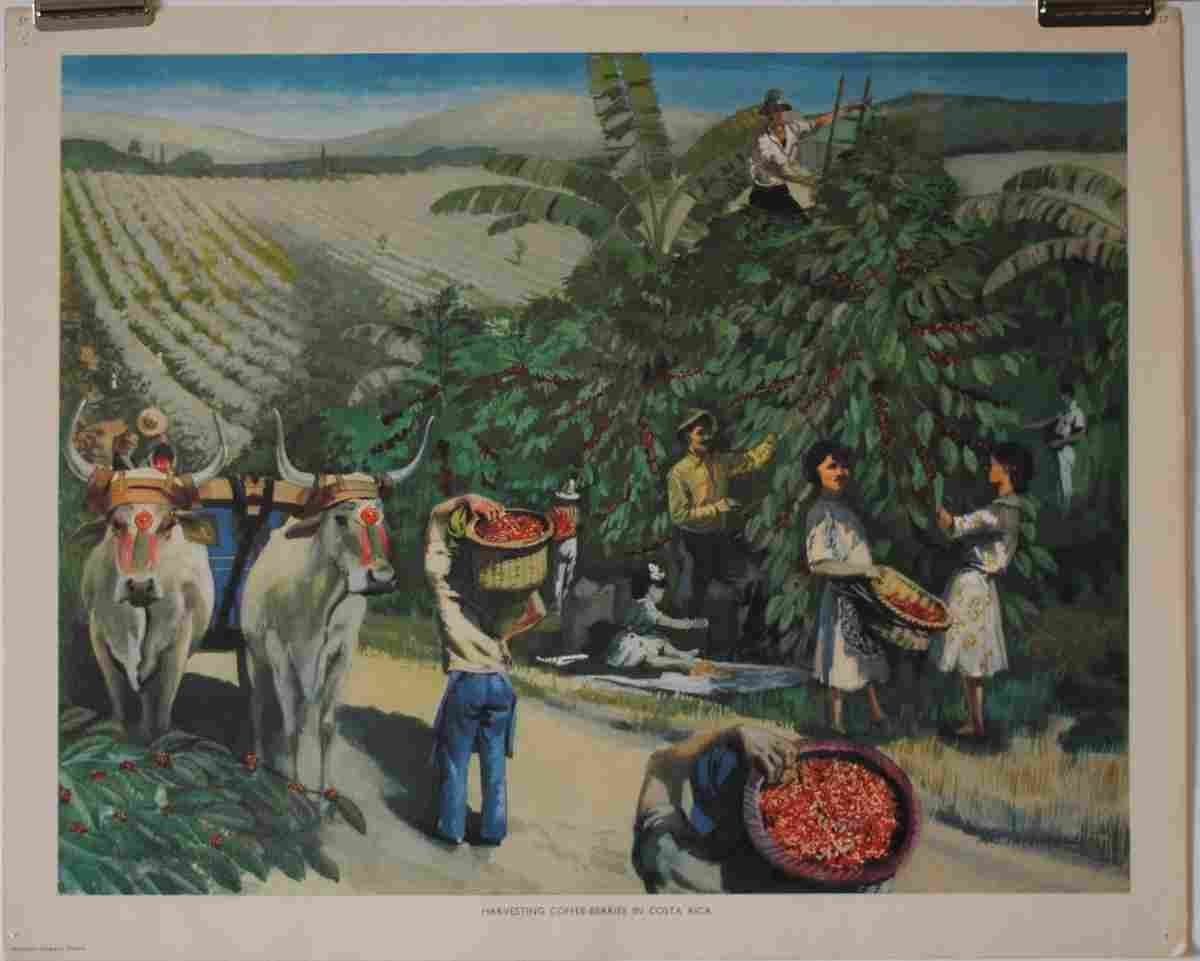 coffee berries Advert A4 Photo Print