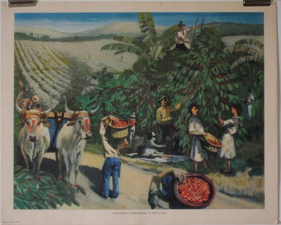coffee berries Vintage Advert A4 Photo Print