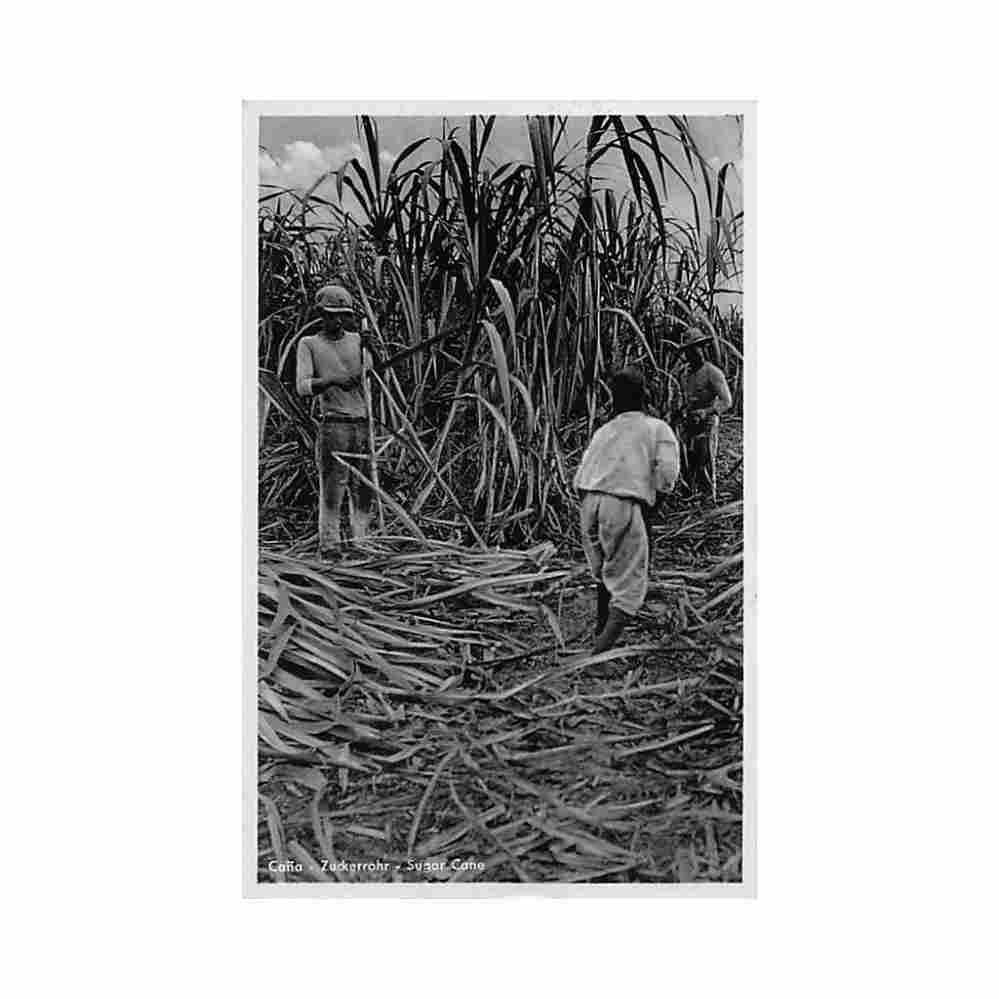colombia baranquilla canas ed heumann 30 Vintage A4 Photo Print