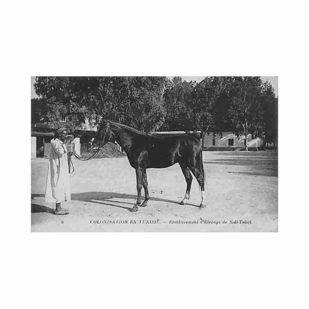 colonisation en tunisie etablissement d elevage de sidi tabet ed nd phot neurdein 6 Vintage A4 Photo Print
