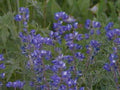 colorado lupine blue1980s 1990s A4 Photo Print