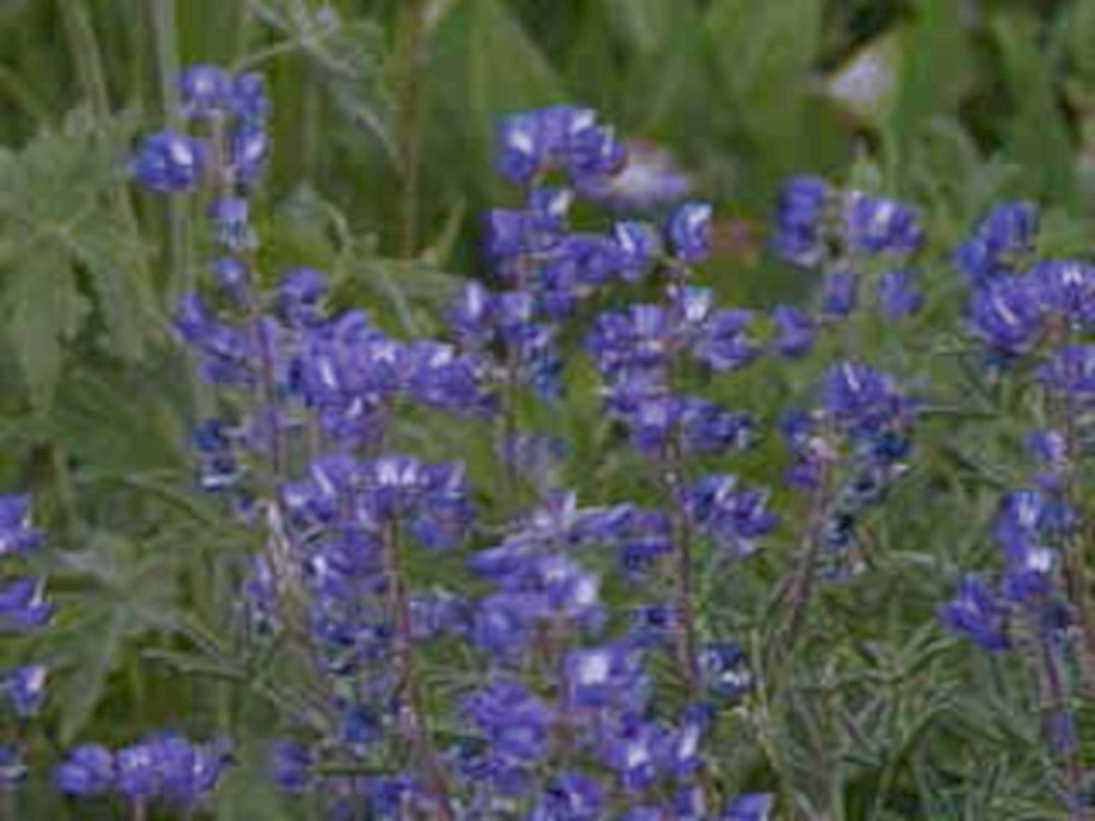 colorado lupine blue1980s 1990s A4 Photo Print