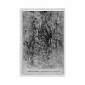 comores grande comore plantes parasites sur les grands arbres ed inconnu Vintage A4 Photo Print