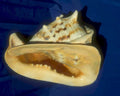 conch shell caribbean1980s 1990s A4 Photo Print