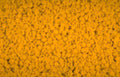 conchiglie pasta yellow Vintage A4 Photo Print