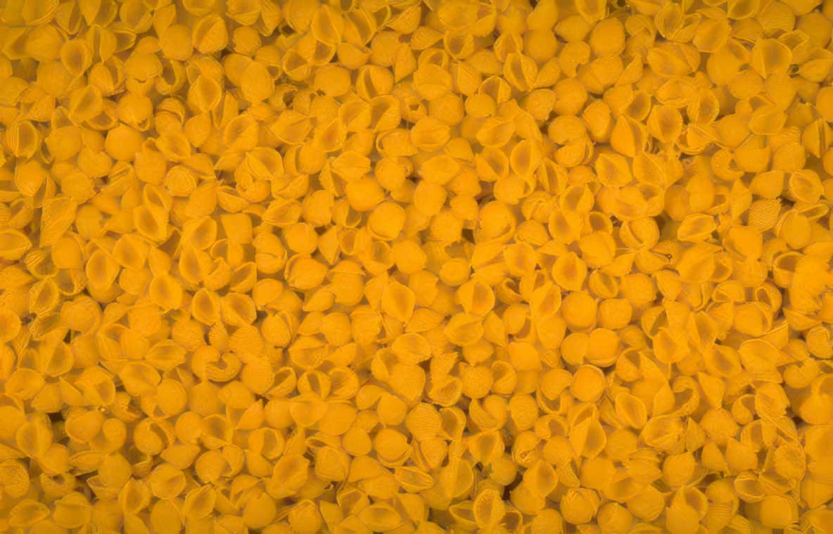 conchiglie pasta yellow Vintage A4 Photo Print