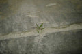 concrete crack seedling 1980s 1990s A4 Photo Print