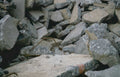 concrete rubble debris 1 Vintage A4 Photo Print