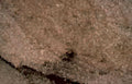 concrete texture stone Vintage A4 Photo Print