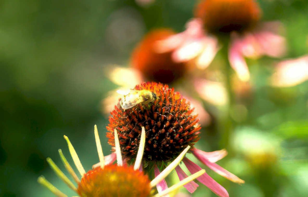 coneflower bee garden Vintage A4 Photo Print