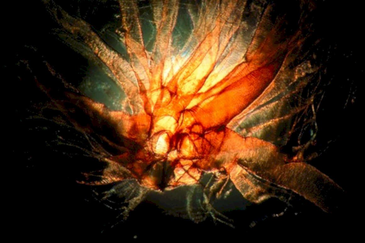 conesnail orange spiral1980s 1990s A4 Photo Print