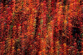confetti curtain event 1980s 1990s A4 Photo Print