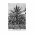 congo brazzaville a coconut tree cfco serie z 19 congo brazzaville un cocotier ed cfco serie z 19 Vintage A4 Photo Print