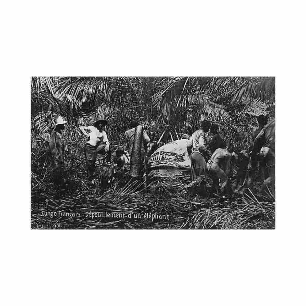 congo brazzaville depouillement d un elephant ed a bechaud Vintage A4 Photo Print
