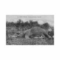 congo brazzaville elephant tue triomphe des chasseurs ed leray 117 Vintage A4 Photo Print
