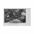 congo kinshasa boma allee de cocotiers ed inconnu Vintage A4 Photo Print