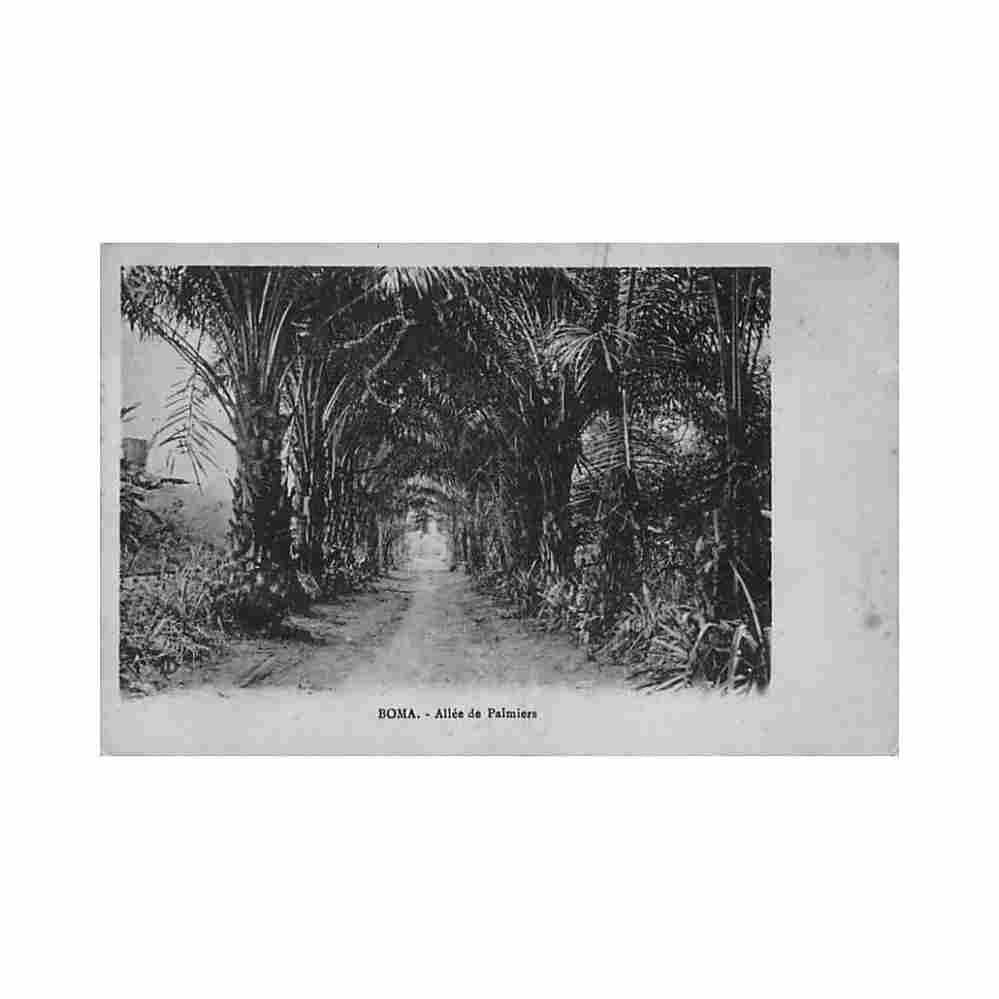congo kinshasa boma allee de palmiers ed inconnu Vintage A4 Photo Print