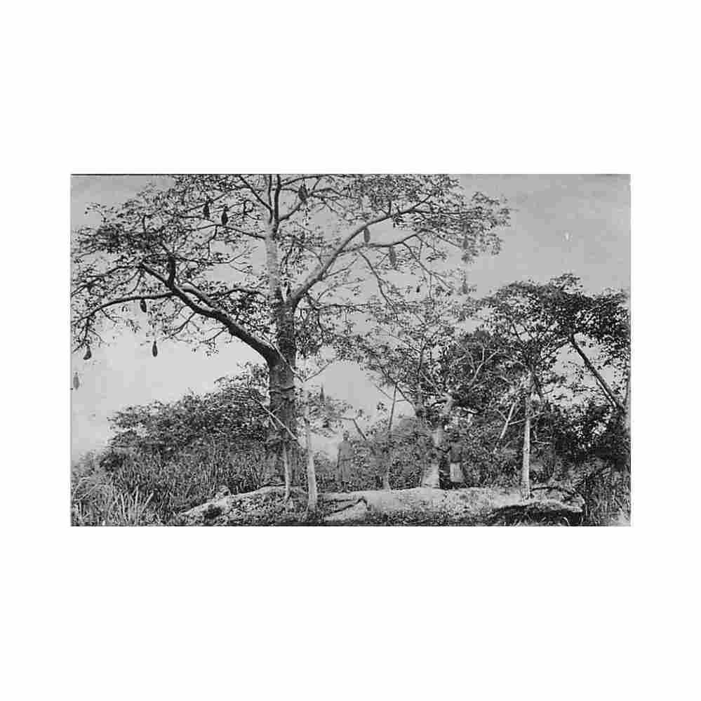 congo kinshasa moanda un jeune baobab en fruits ed scheut Vintage A4 Photo Print
