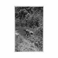 congo kinshasa women at the water point see scans for condition gabriel l a panda sans indication du ph Vintage A4 Photo Print