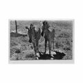 congo kinshasa zebres dans les bianos ed ccl kamina 2692 Vintage A4 Photo Print