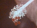 conidia spore structure1980s 1990s A4 Photo Print