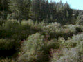 coniferous forest trees1980s 1990s A4 Photo Print