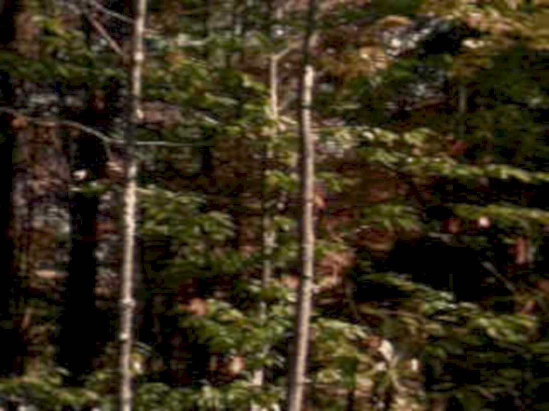 coniferousforest verticaltrunks overcast1980s 1990s A4 Photo Print