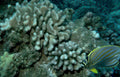 coral butterflyfish reef GIGA 2