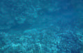 coral reef blue 1 GIGA 2