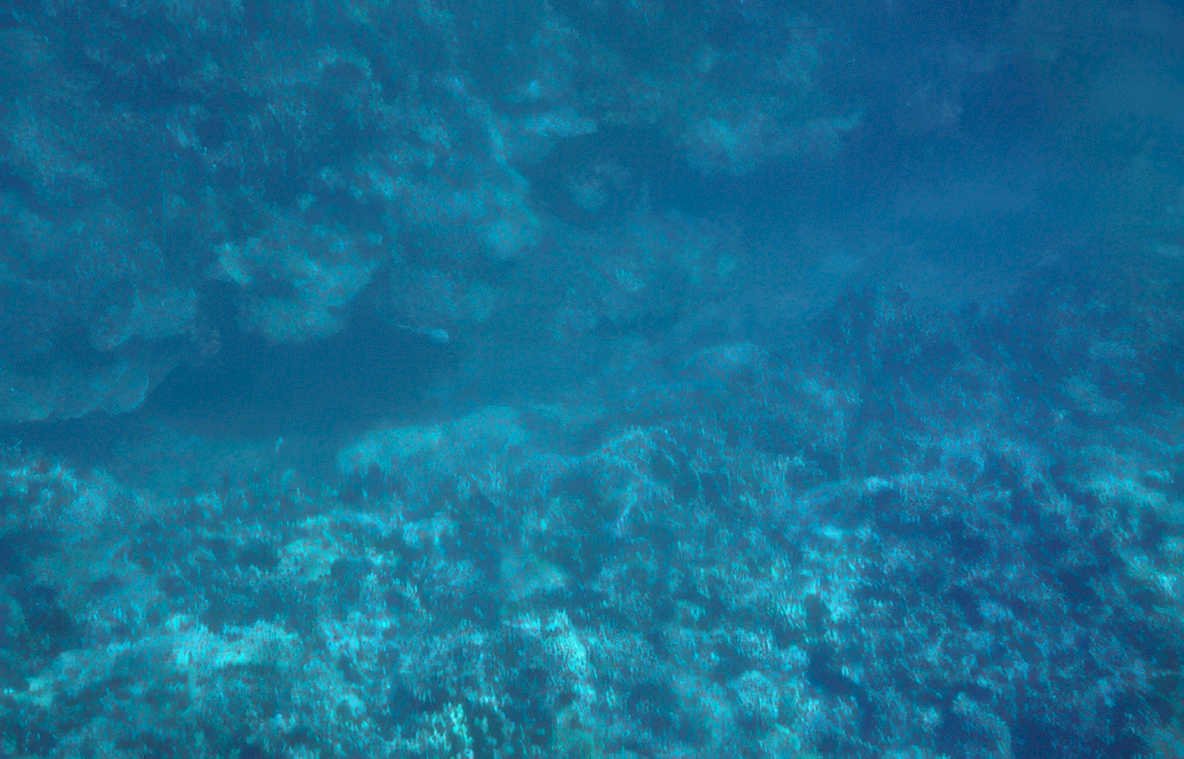 coral reef blue 1 GIGA 2