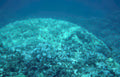 coral reef blue 2 GIGA 2