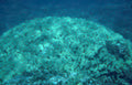 coral reef blue 3 GIGA 2
