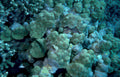 coral reef brain 2 GIGA 2