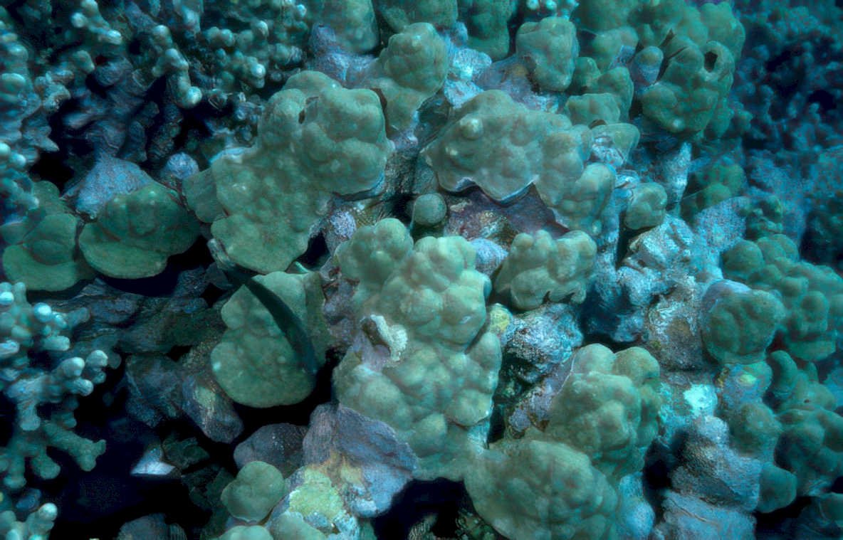 coral reef brain 2 GIGA 2