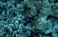 coral reef brain 3 GIGA 2