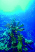 coral reef brain1980s 1990s A4 Photo Print