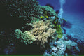 coral reef bubble1980s 1990s A4 Photo Print