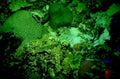 coral reef deepwater1980s 1990s A4 Photo Print