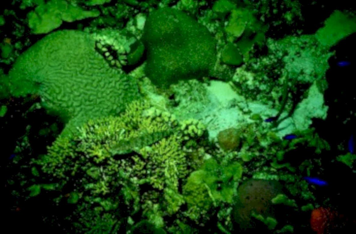 coral reef deepwater1980s 1990s A4 Photo Print