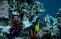 coral reef fish 1 GIGA 2