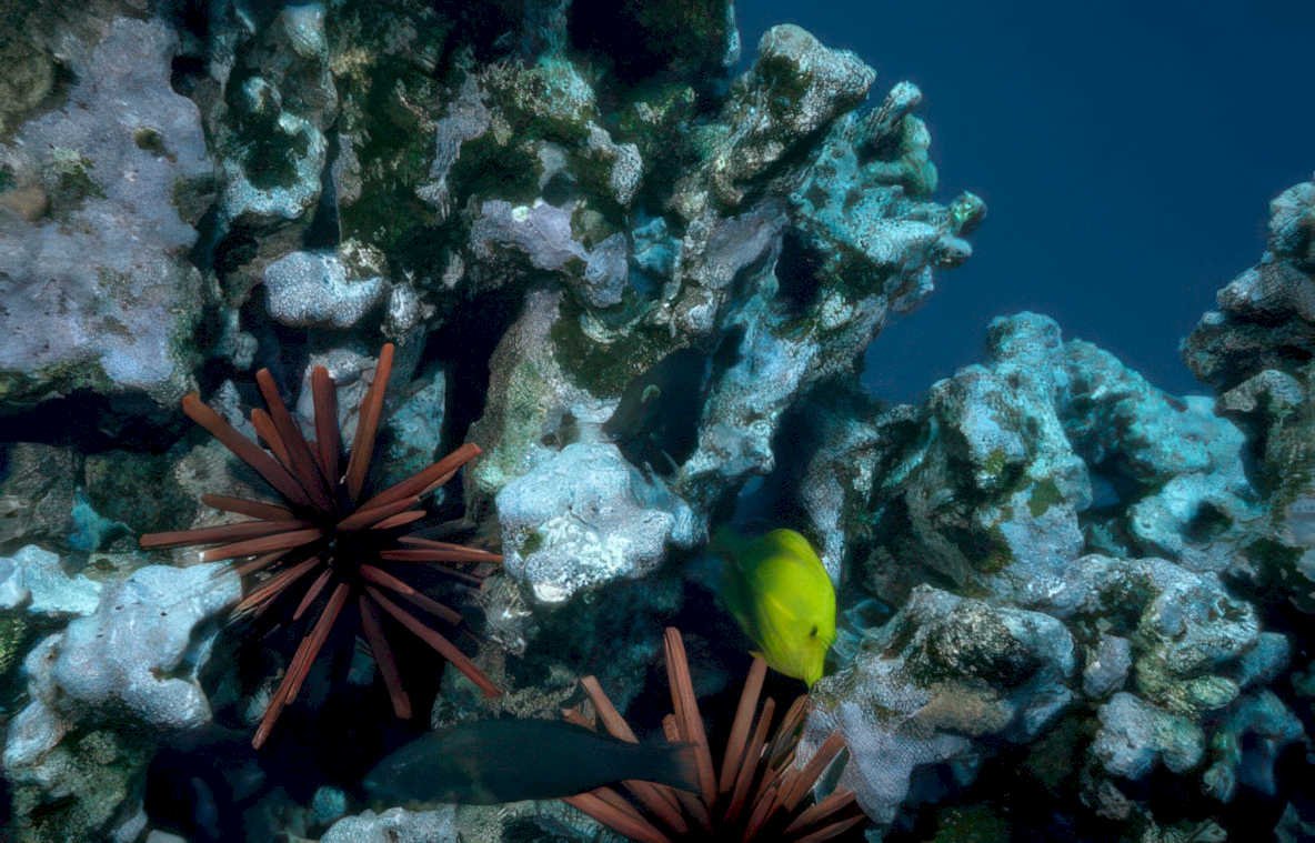 coral reef fish 1 GIGA 2