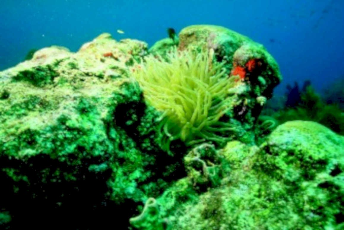 coral reef fish 11980s 1990s A4 Photo Print
