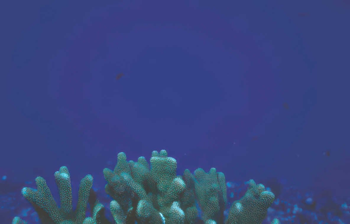 coral reef fish 2 GIGA 2