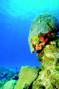 coral reef fish 21980s 1990s A4 Photo Print