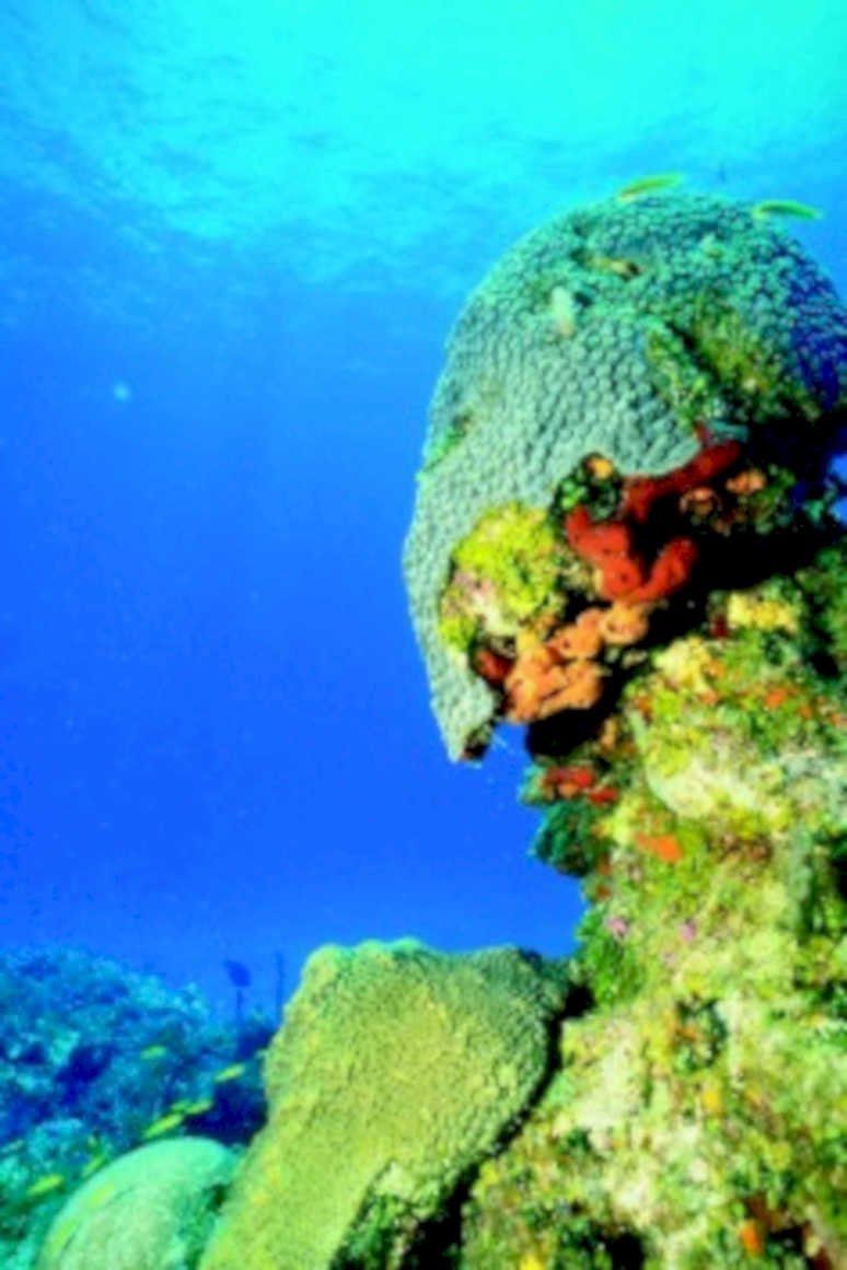 coral reef fish 21980s 1990s A4 Photo Print
