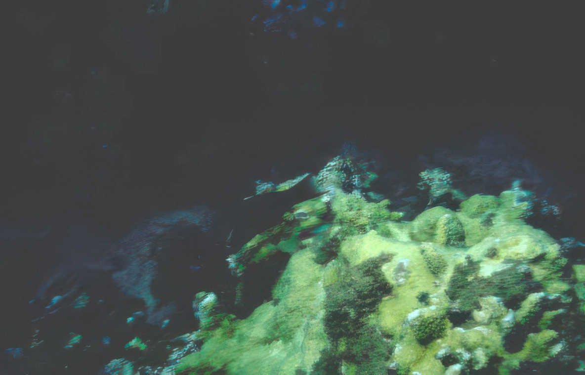 coral reef fish 3 GIGA 2