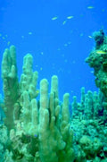 coral reef fish 31980s 1990s A4 Photo Print