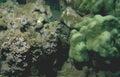 coral reef fish 4 GIGA 2